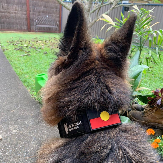 Best Black Ops Tactical Dog Collars of 2021 |Tactical dog collar
