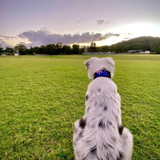 thick dog collars