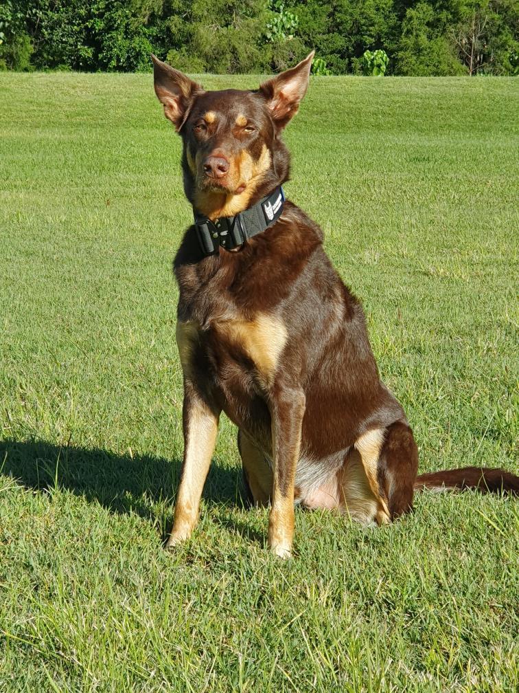 Best Black Ops Tactical Dog Collars of 2021 |Tactical dog collar