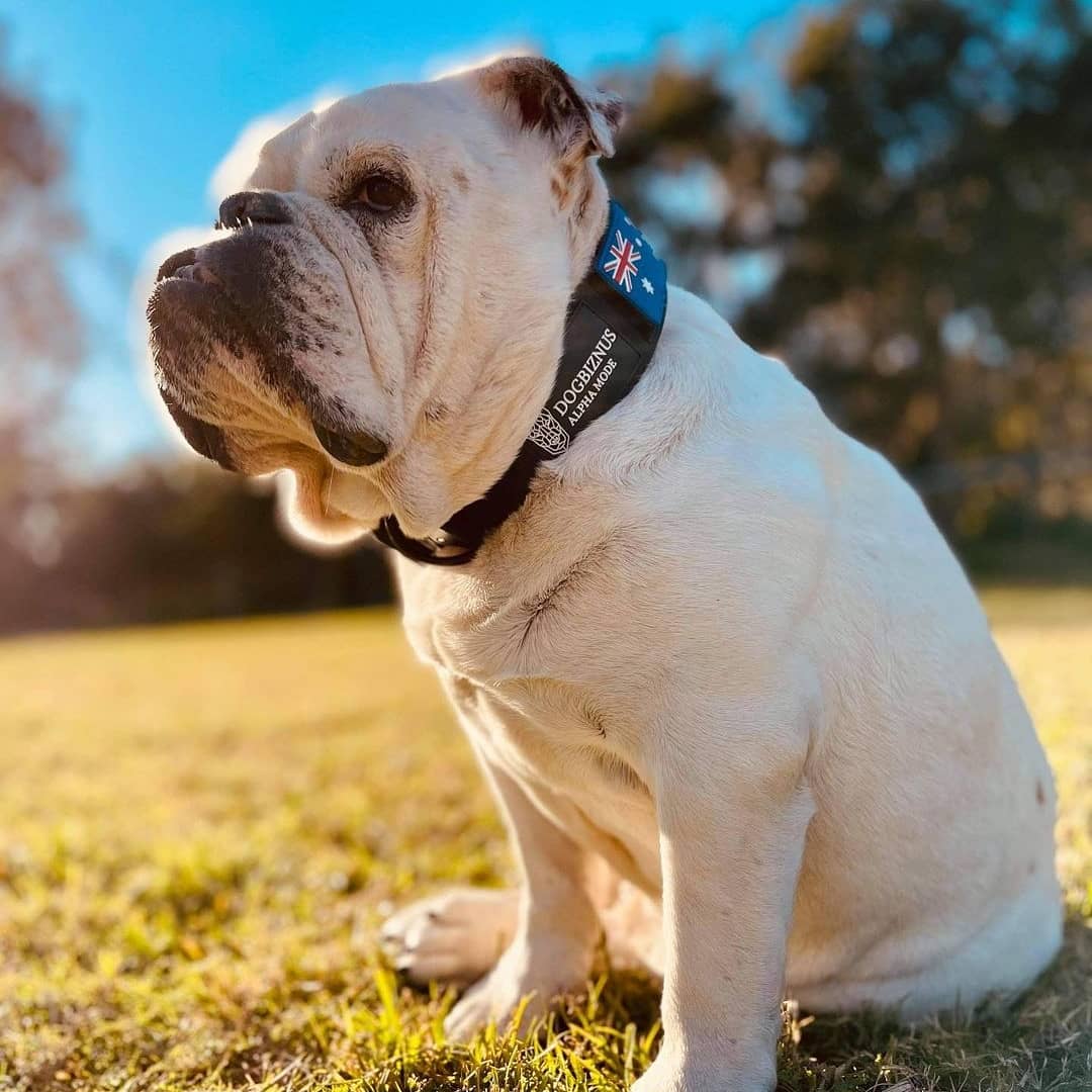military dog collars
