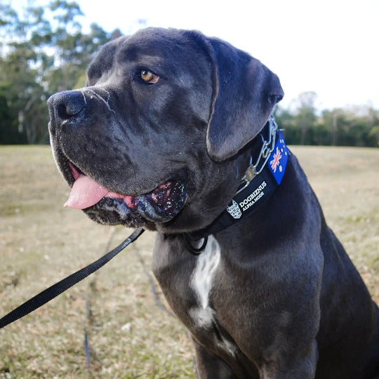 Best Black Ops Tactical Dog Collars of 2021 |Tactical dog collar