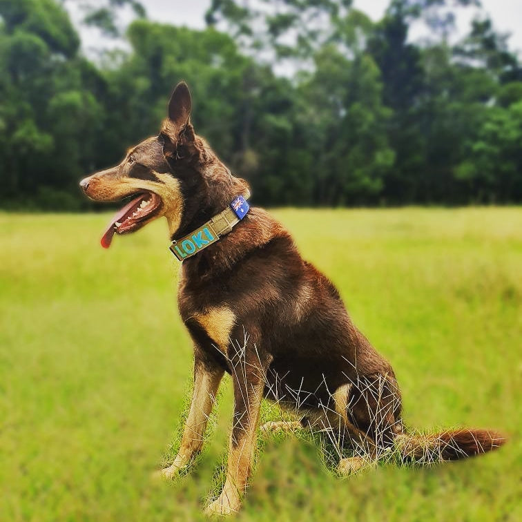 1.5" COYOTE TAN TACTICAL COLLAR |Dog chain collar