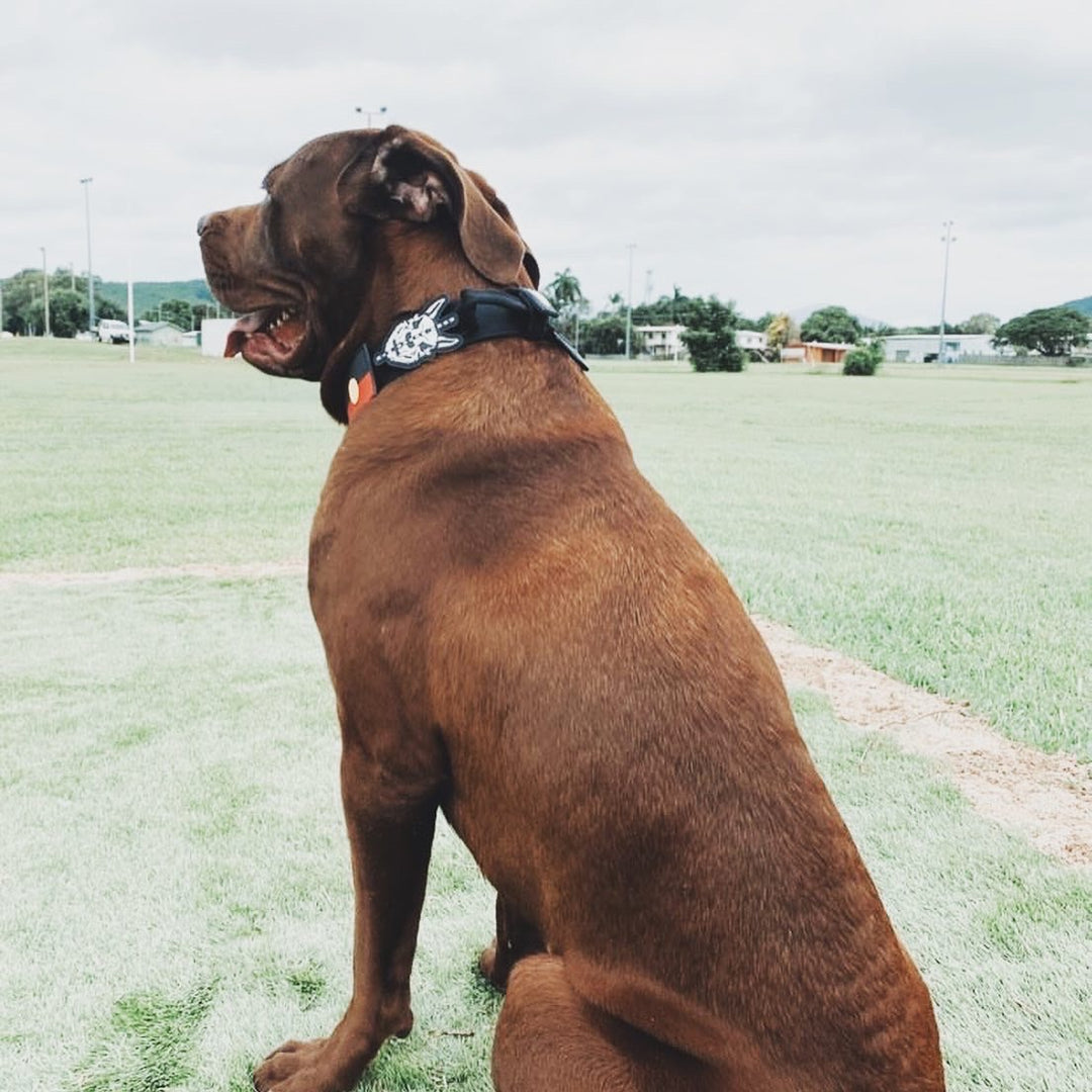 1.5" Covert Ops Tactical Collar | Dog collars