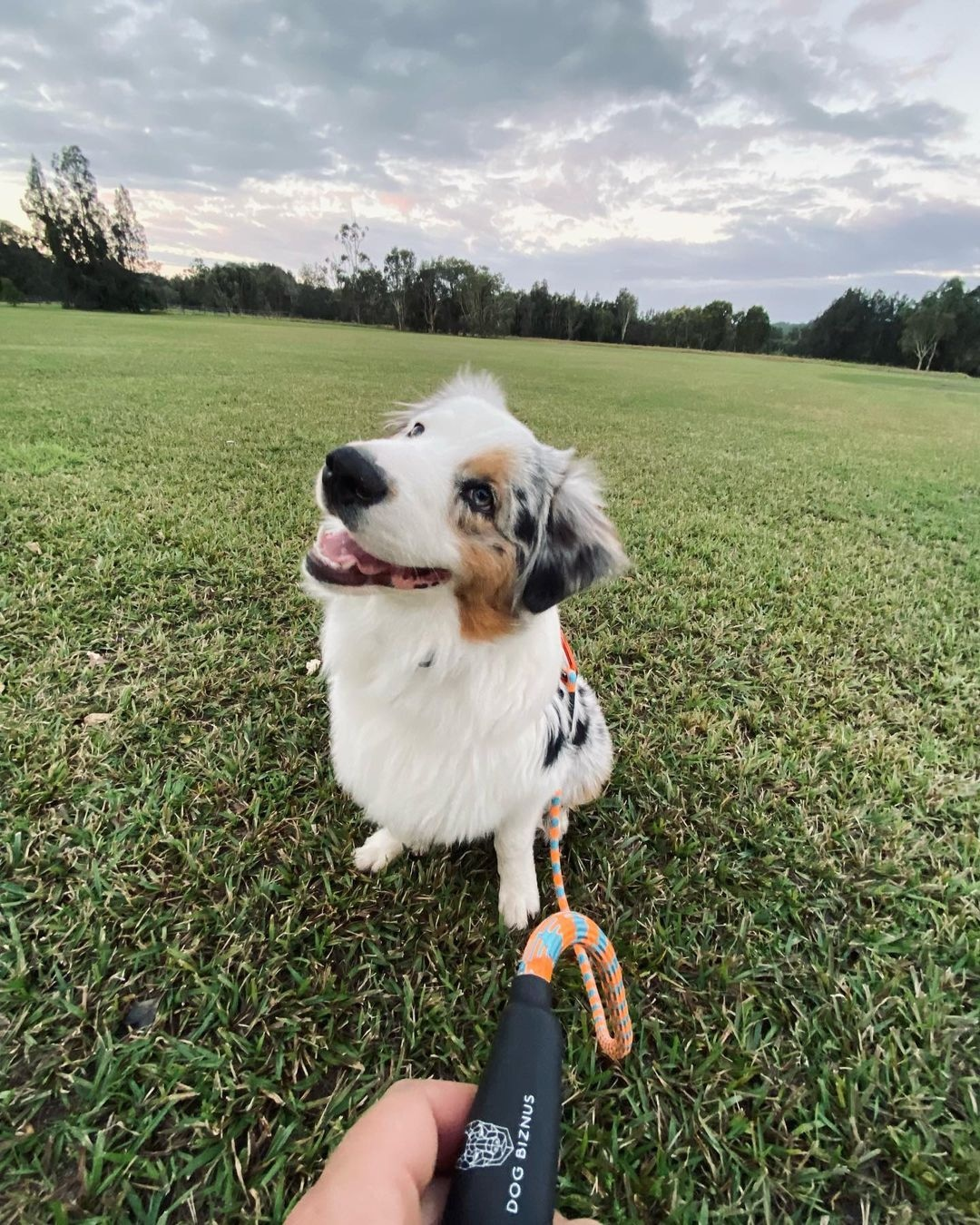 Adjustable and Retractable Dog Leash