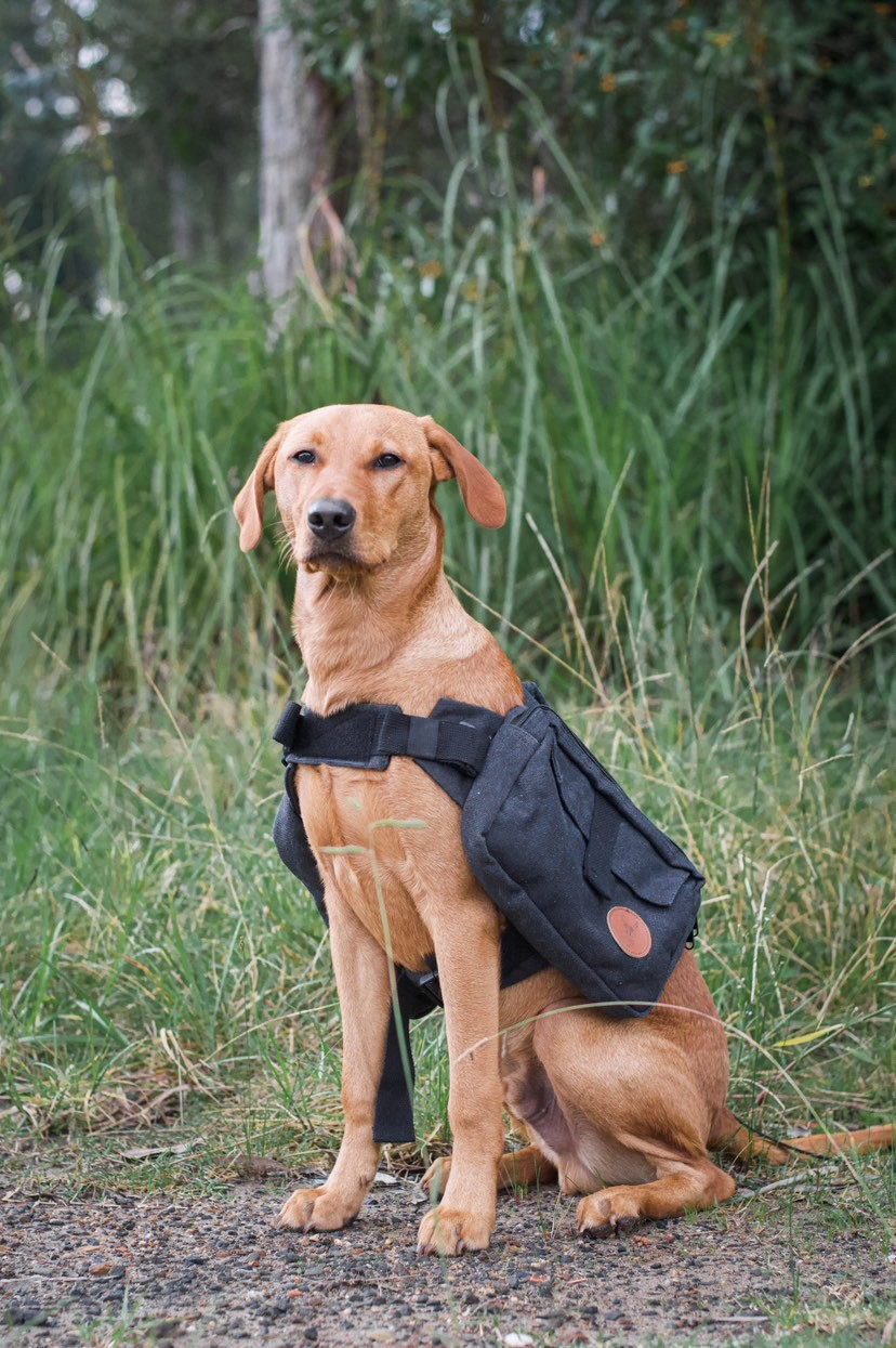 HARNESS
