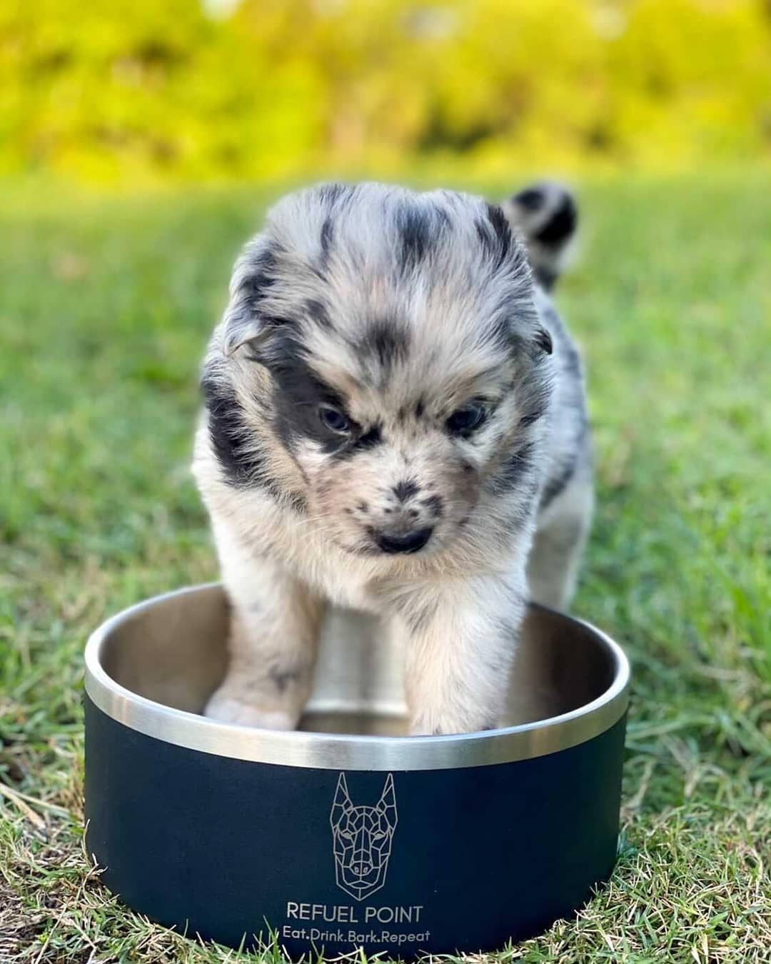 Best Online Pet Supplies