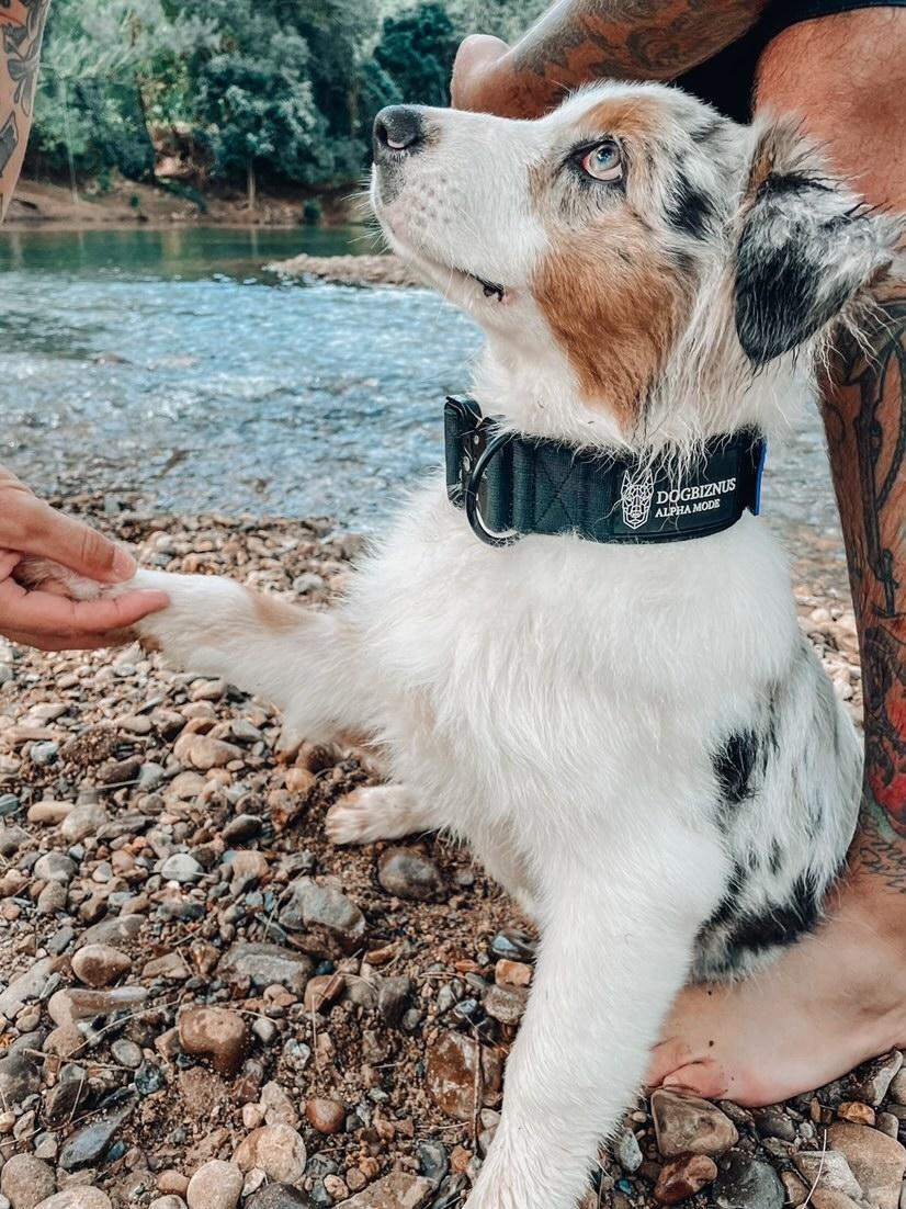Cute Dog Collar