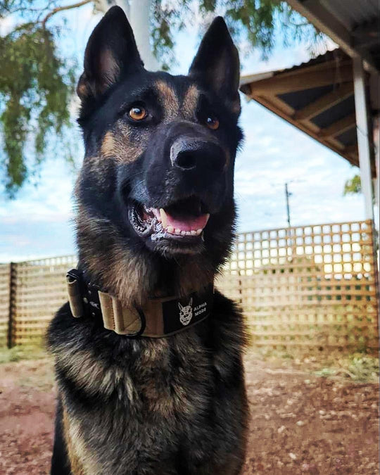 2" Desert Storm Collar