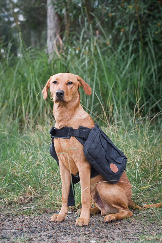 Patrol Pack | Dog backpack