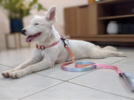 Summer Sunset Leash