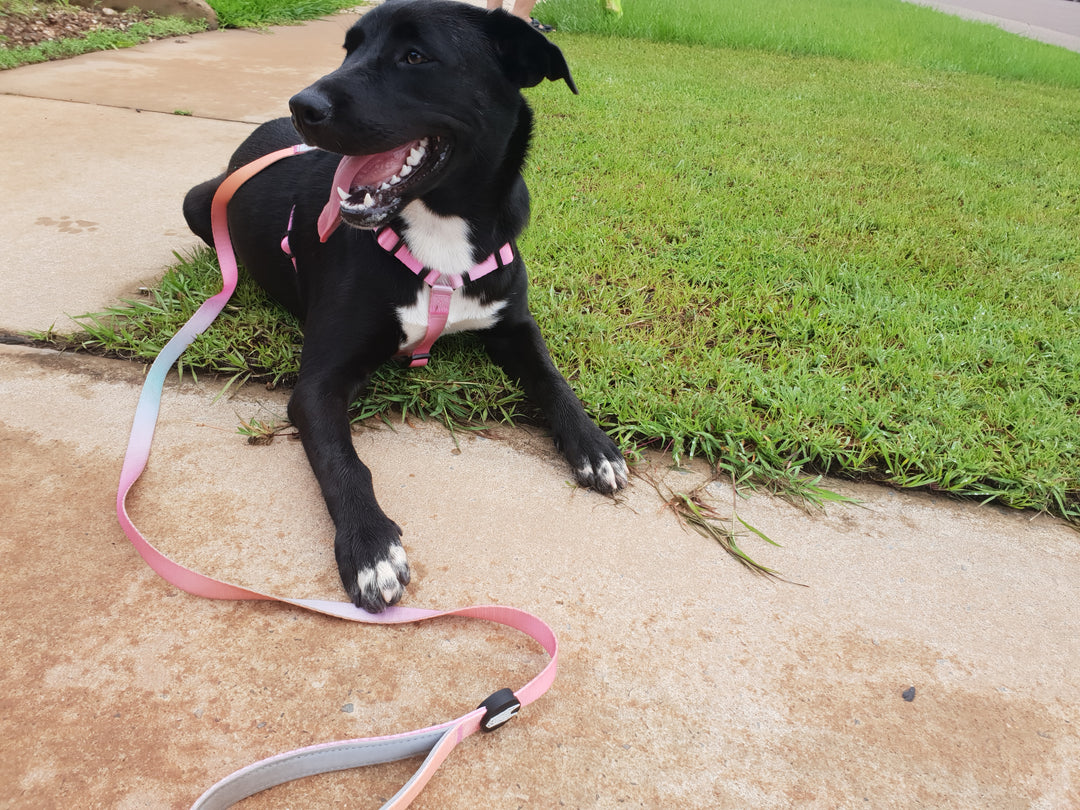 Summer Sunset Harness
