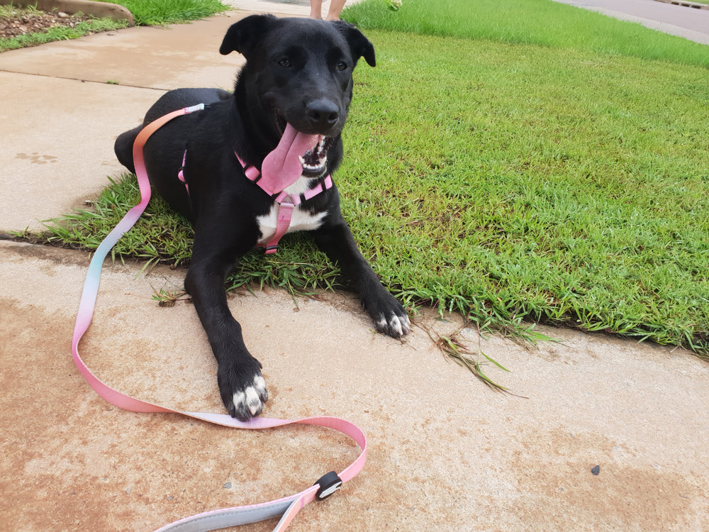 Summer Sunset Leash