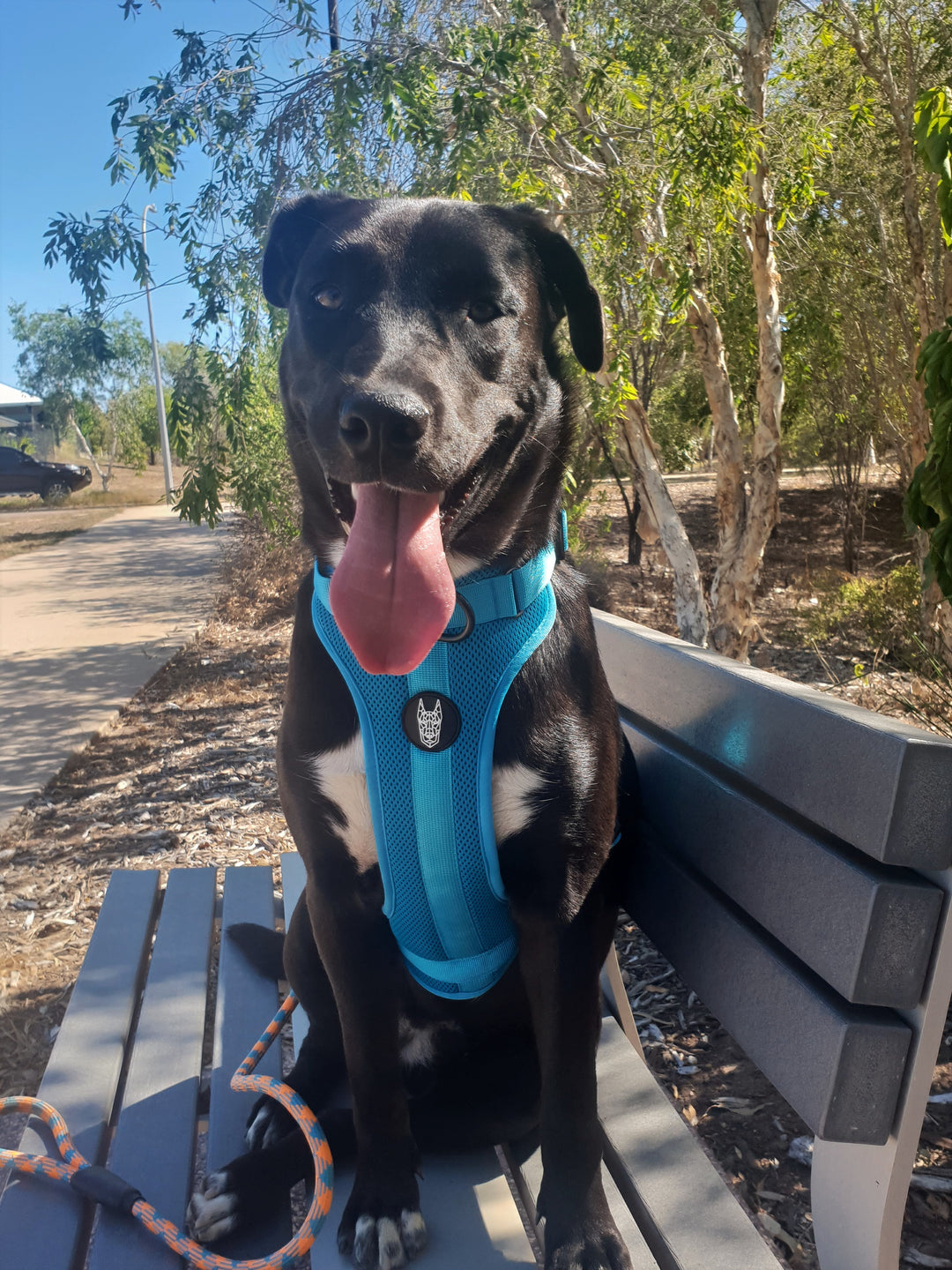 best no pull harness in Australia 