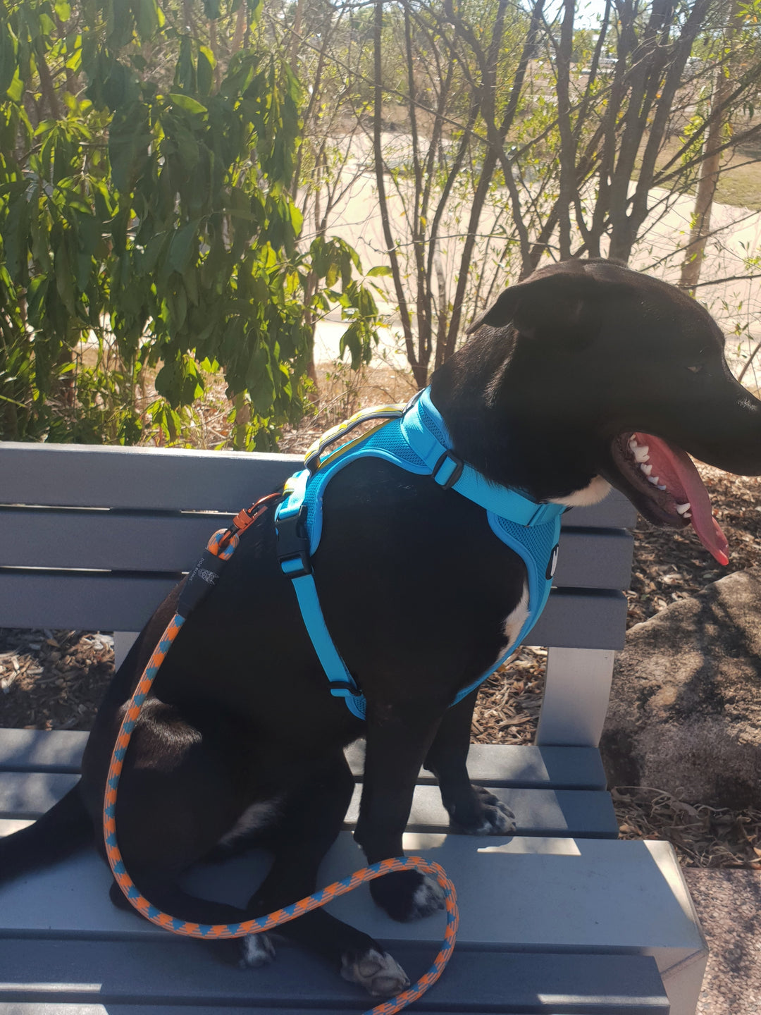 no pull harness for large dogs