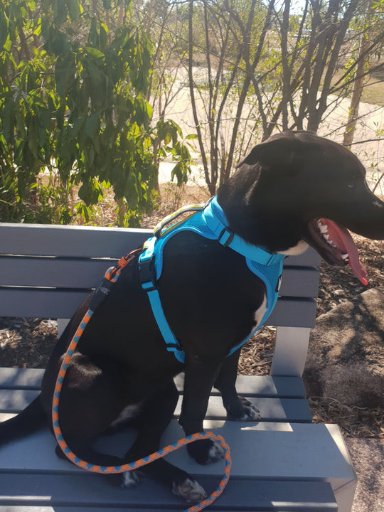 no pull harness for large dogs