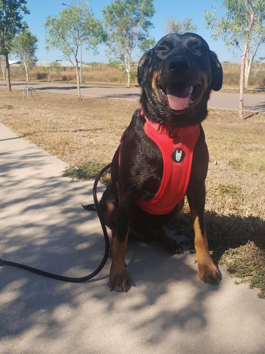 no pull harness for big dogs