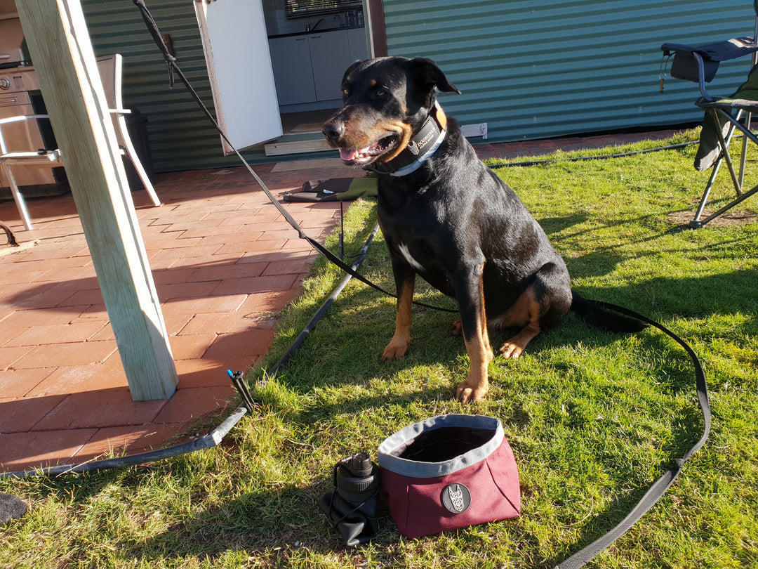 Collapsible Dog Bowl