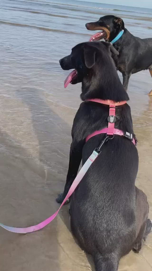Summer Sunset Leash