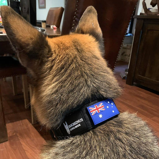 dog collars with Australia logo 