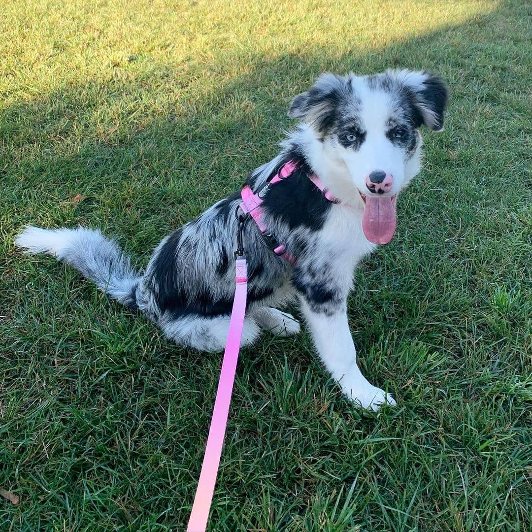 Summer Sunset Harness