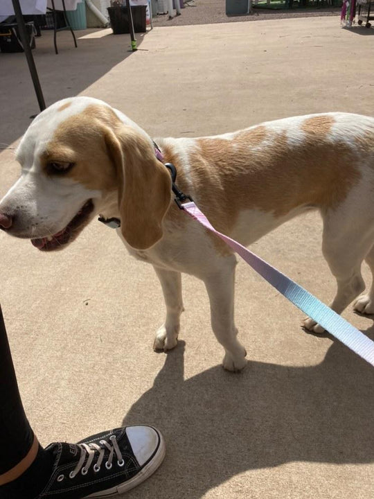 Summer Sunset Leash