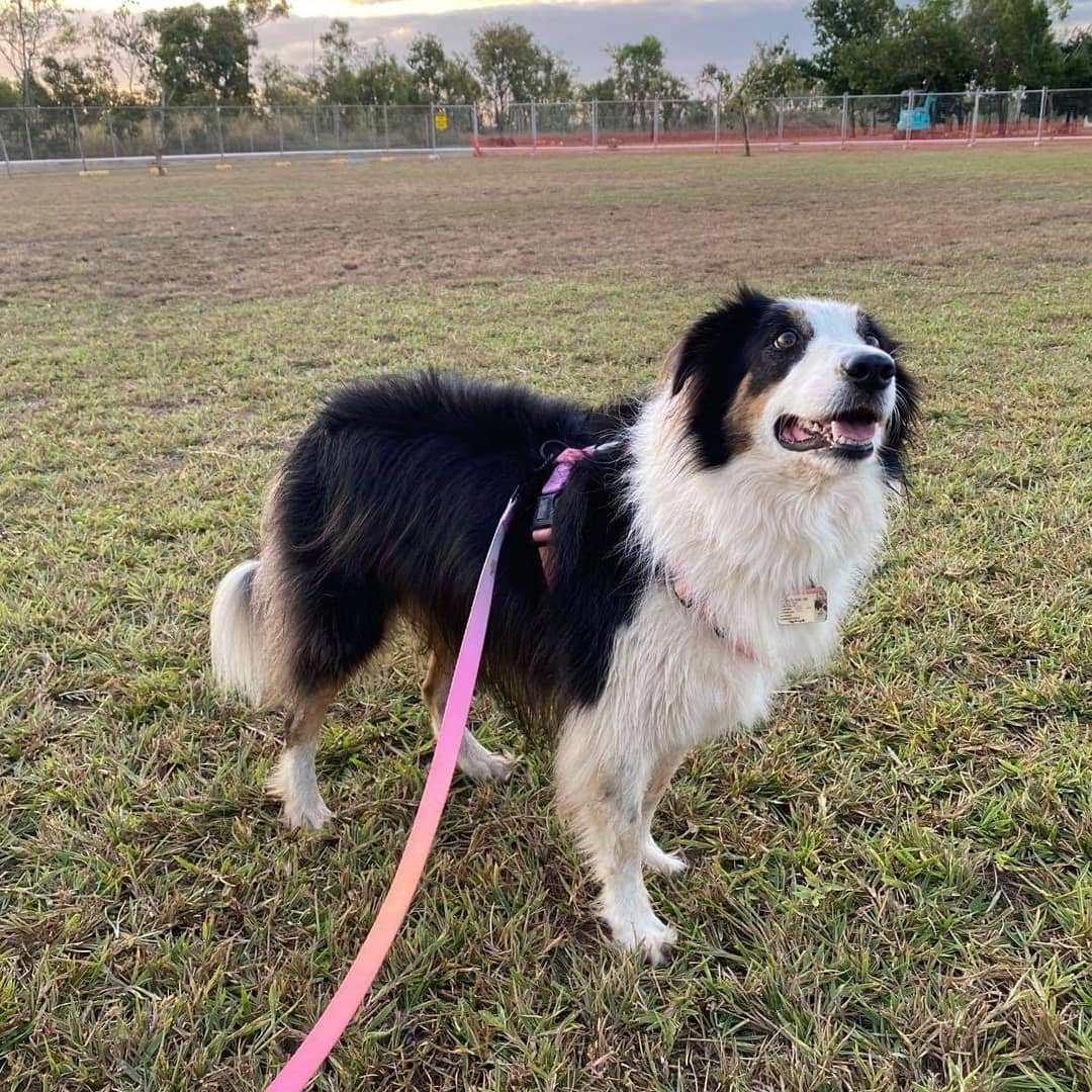 Summer Sunset Leash