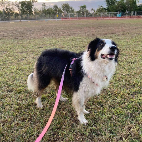 Summer Sunset Leash