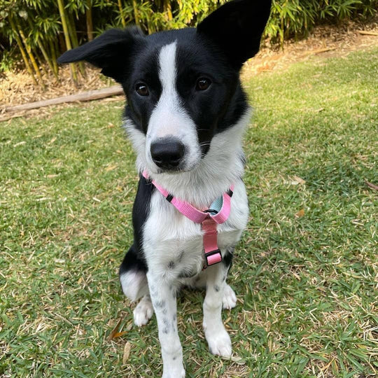 Summer Sunset Harness