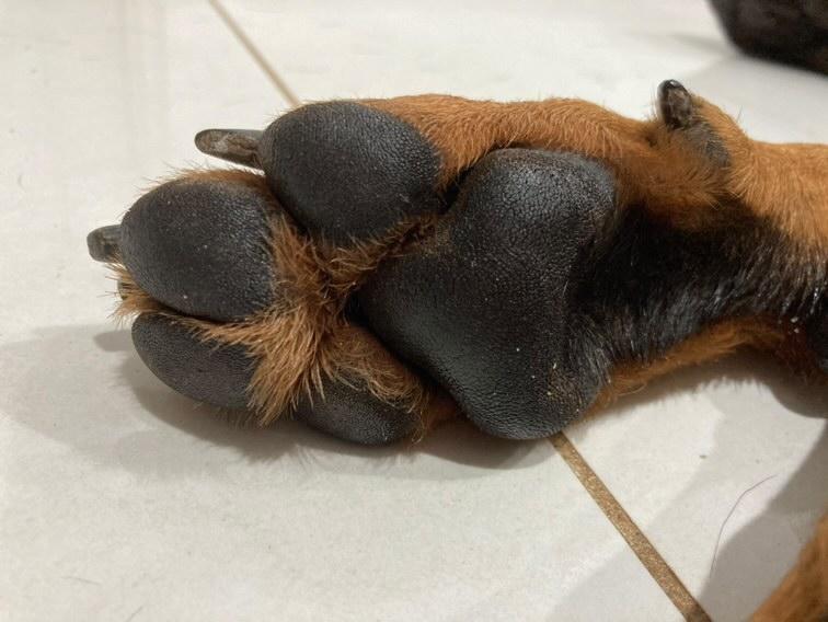 Paw Balm