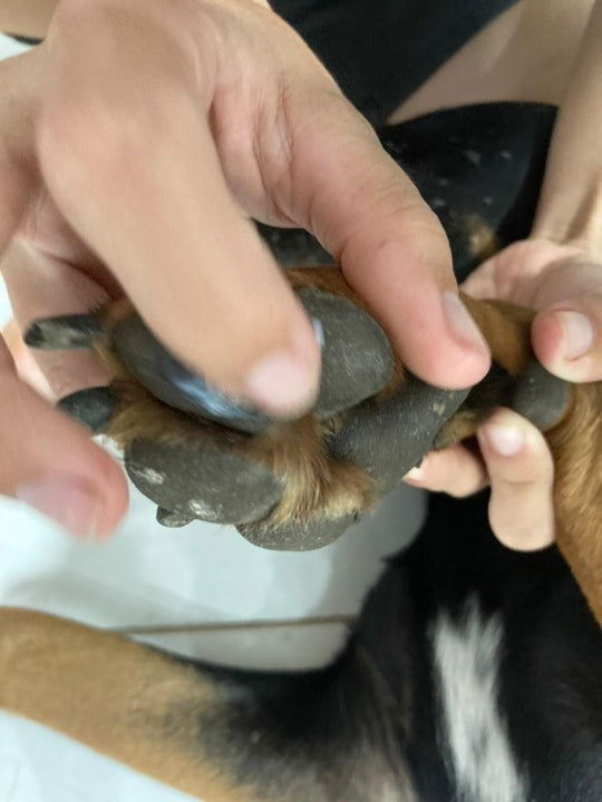 Paw Balm