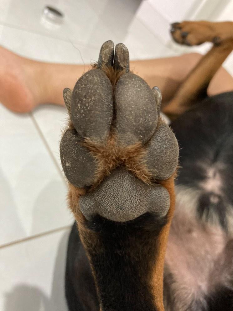 Paw Balm