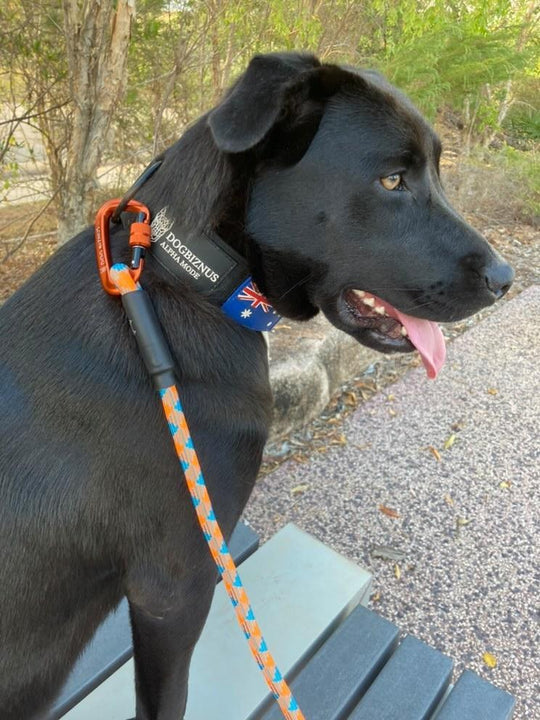 Caribbean Sea  Rock Climbing Dog Leash