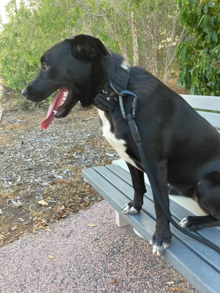 Full Stealth Rock Climbing Dog Leash