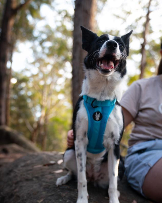 All In One No Pull Harness for Dogs In Australia
