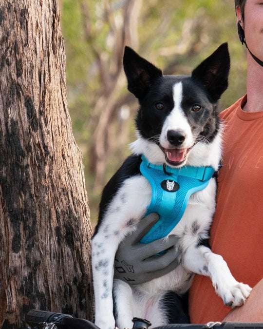 No Pull Harness for Dogs