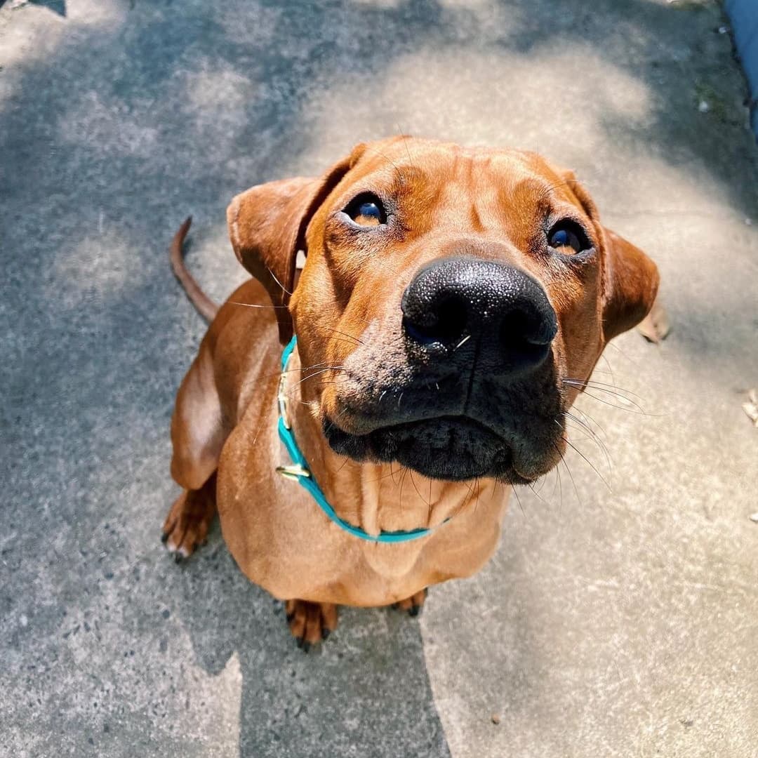 Sunday Best Teal Collar