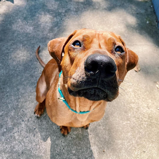 Sunday Best Teal Collar