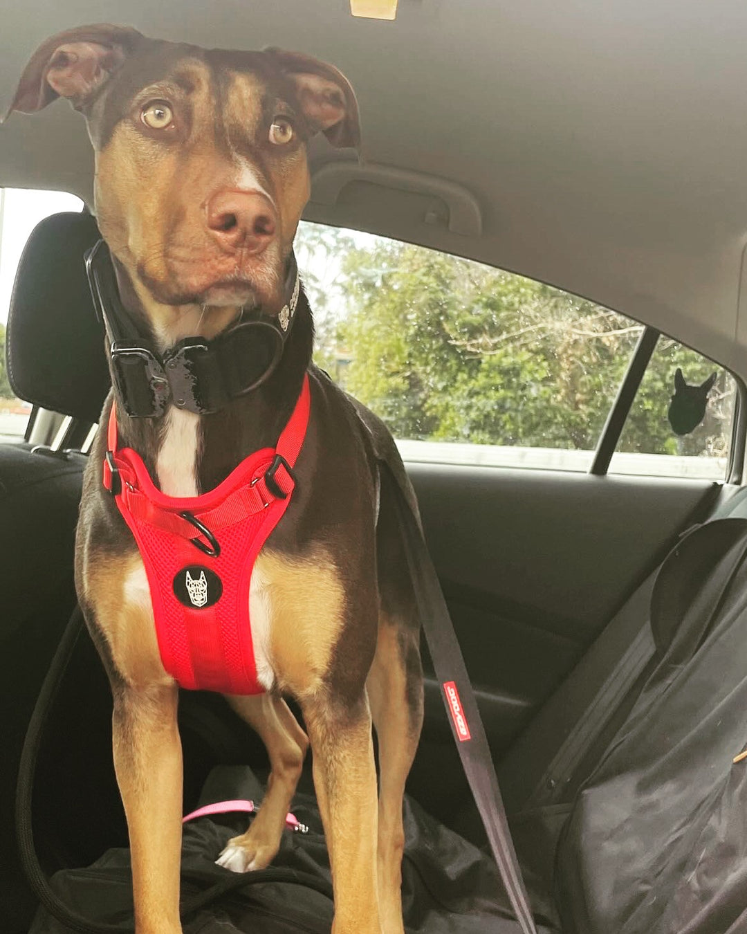 No Pull Harness
