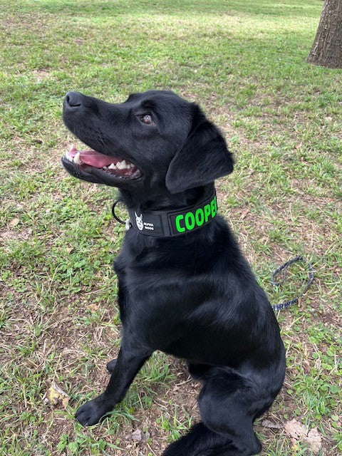 Best Black Ops Tactical Dog Collars of 2021 |Tactical dog collar