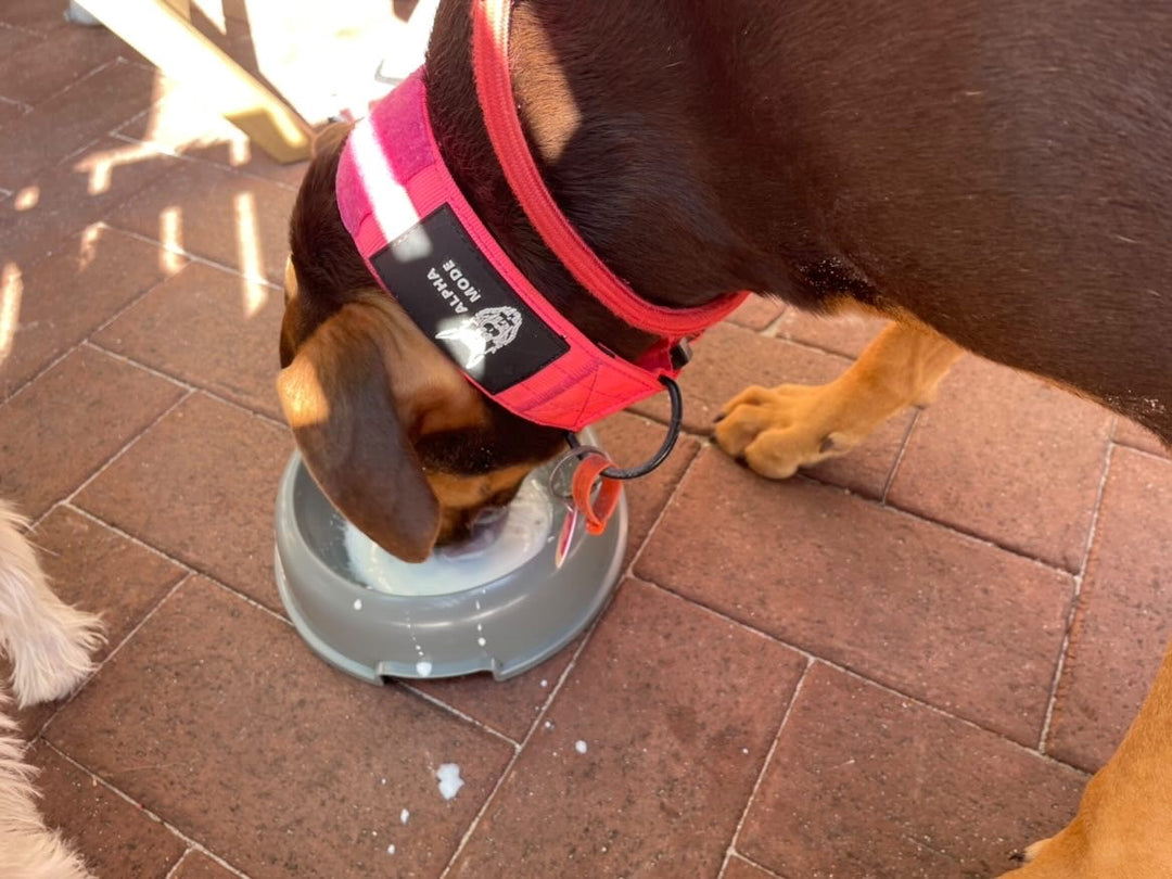 2" Pink Ops Collar