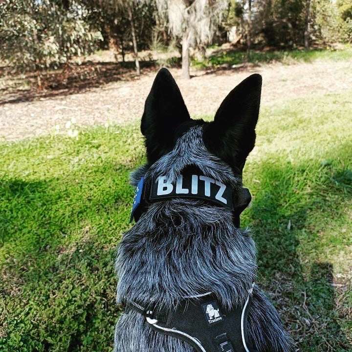 Best Black Ops Tactical Dog Collars of 2021 |Tactical dog collar