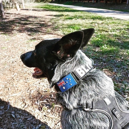 Best Black Ops Tactical Dog Collars of 2021 |Tactical dog collar