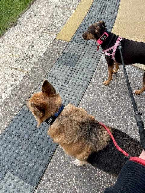 2" Pink Ops Collar