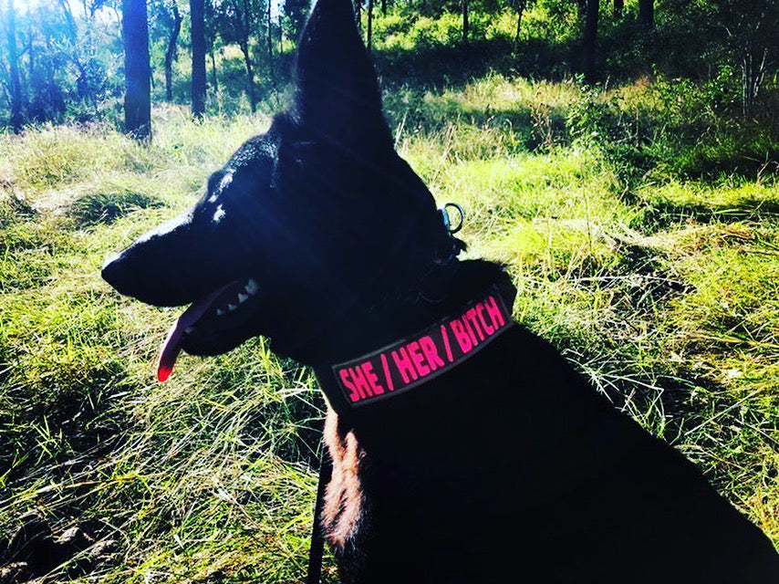 1.5" Covert Ops Tactical Collar | Dog collars