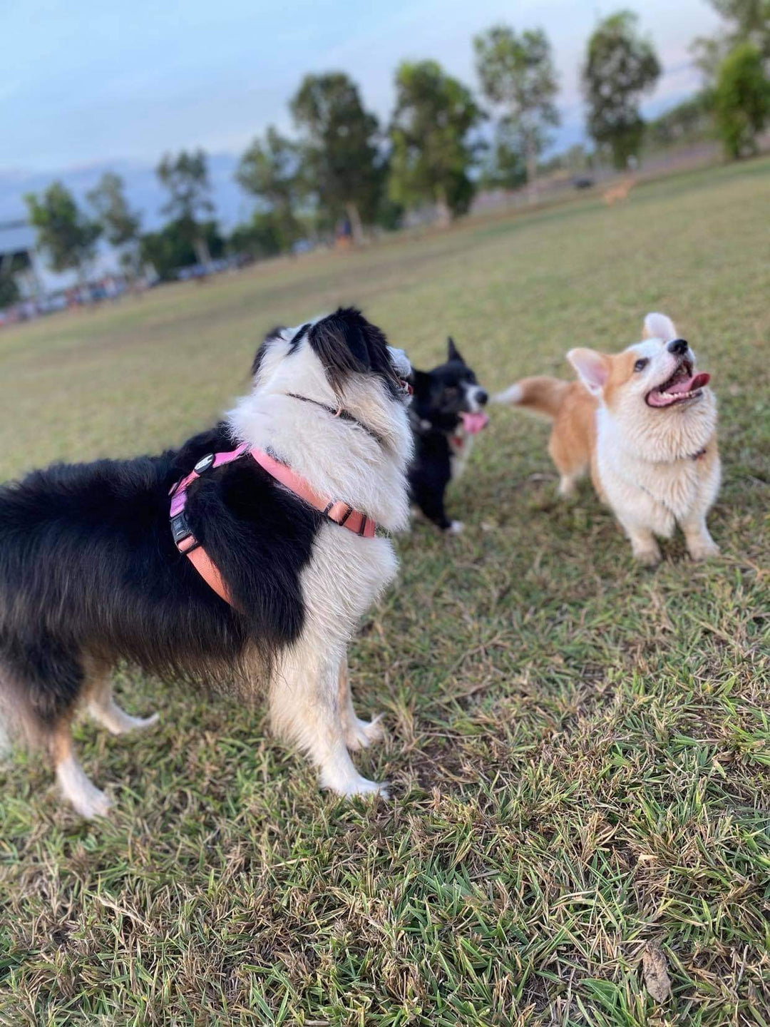 Summer Sunset Harness