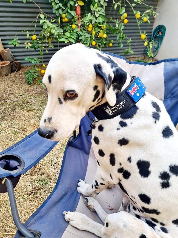 best dog collars of 2021 in Australia 
