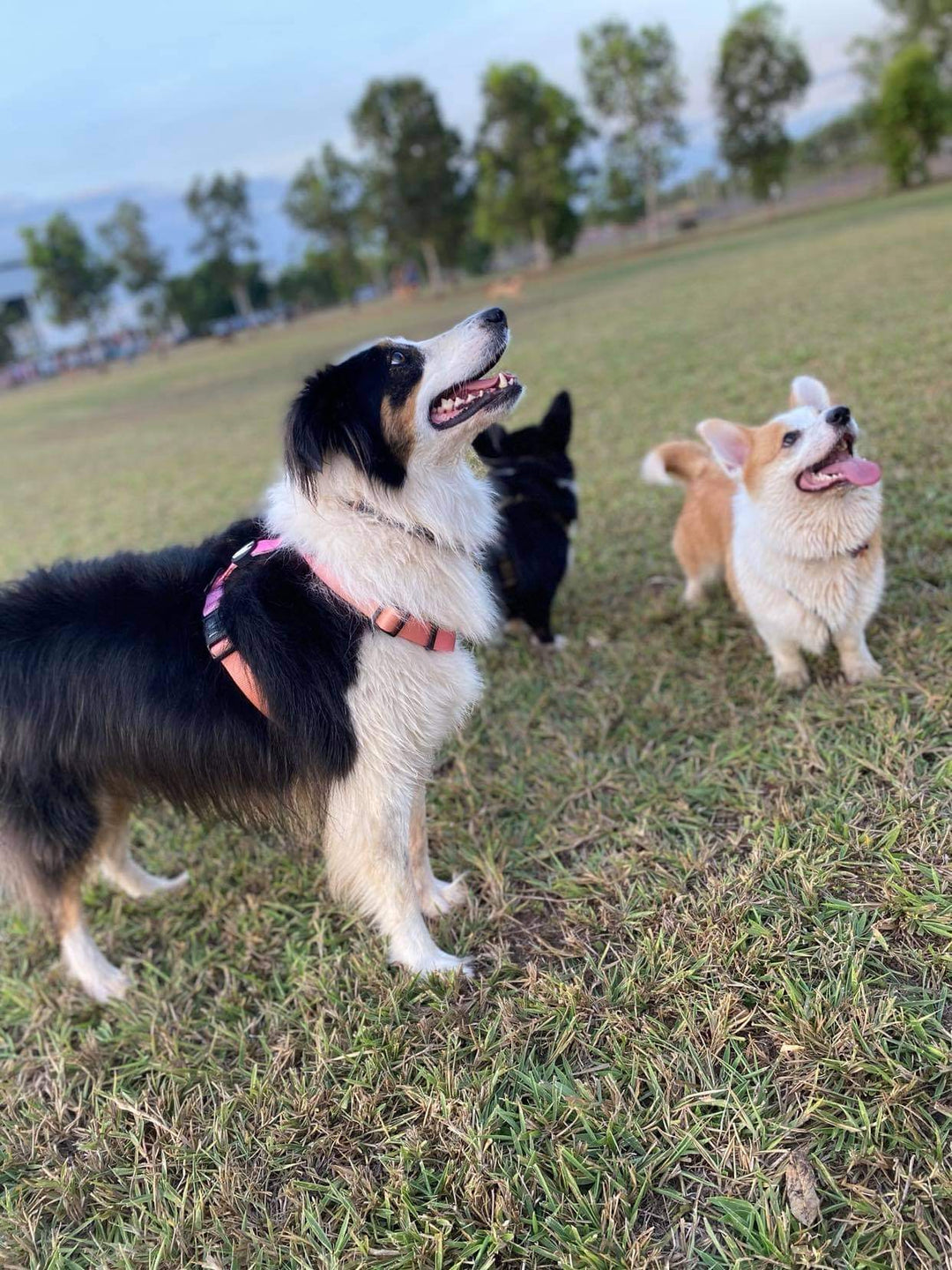 Summer Sunset Harness