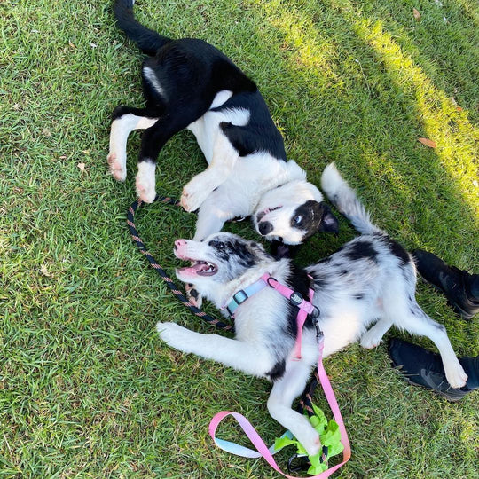 Summer Sunset Leash